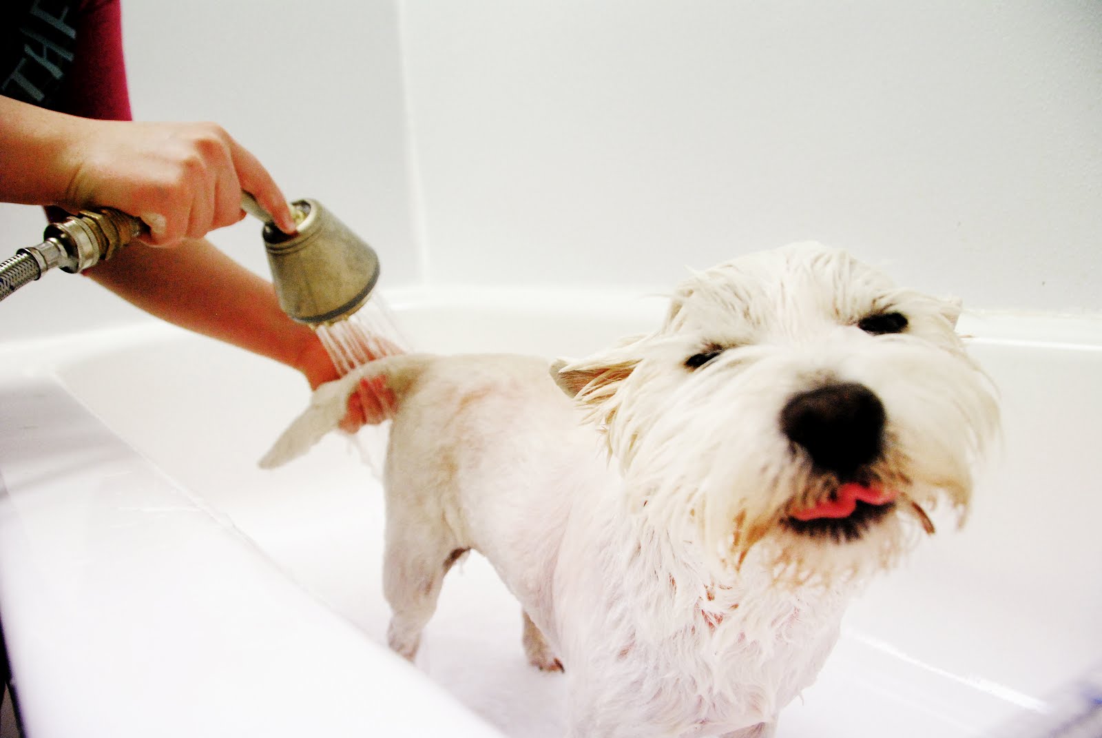 Peluquería canina en Wankün